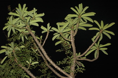 Euphorbia nivulia